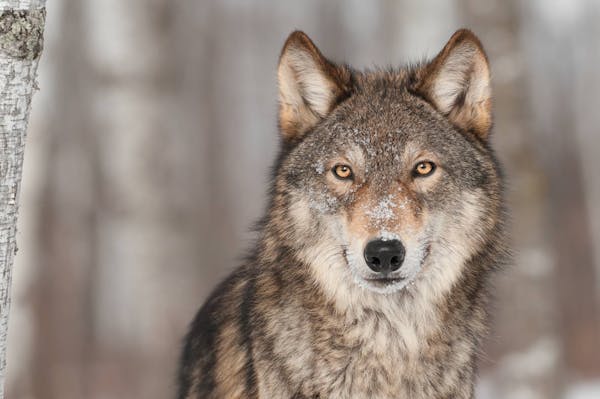 Six global success stories on how rewilding key species can rebalance ecosystems